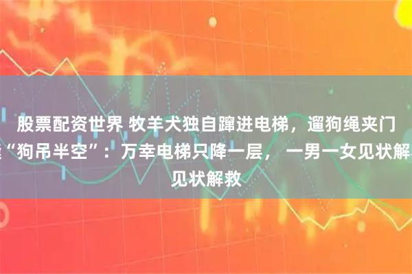 股票配资世界 牧羊犬独自蹿进电梯，遛狗绳夹门缝“狗吊半空”：万幸电梯只降一层， 一男一女见状解救